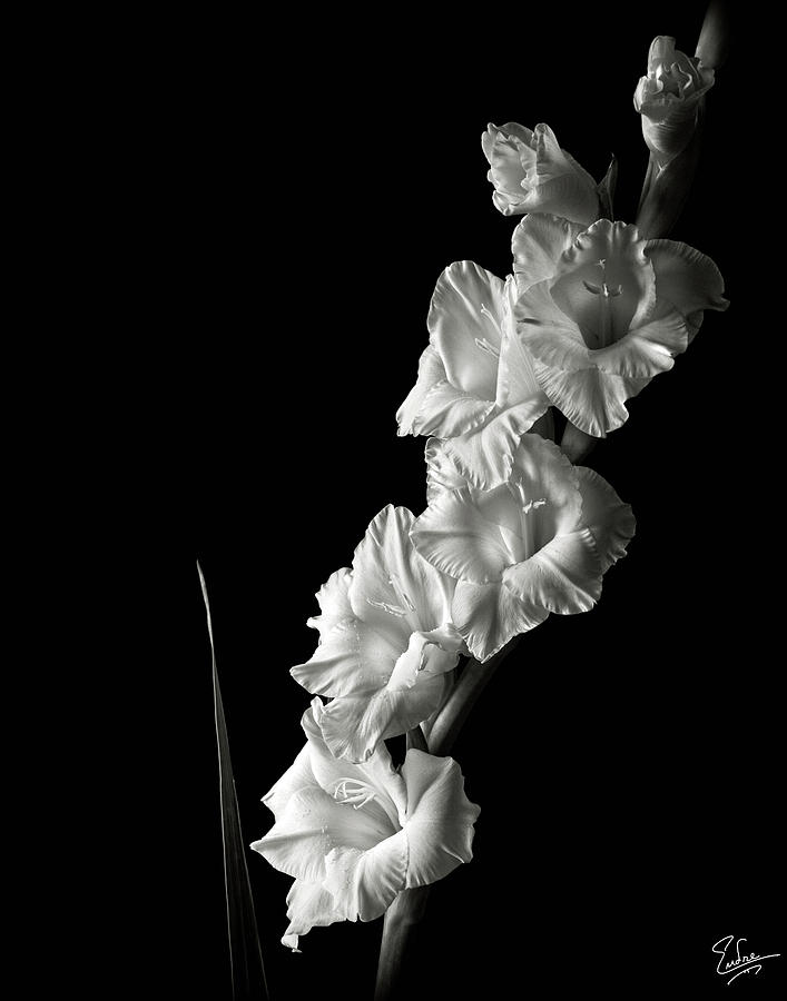Flower Photograph - Gladiolas in Black and White by Endre Balogh
