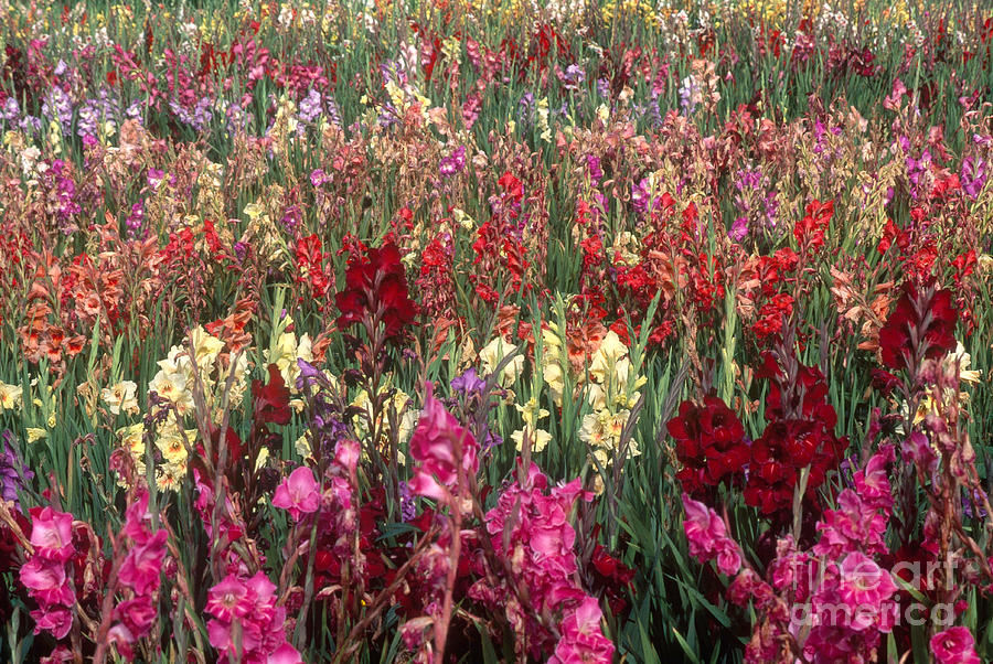 Gladioli Garden in Early Fall Photograph by Yva Momatiuk and John Eastcott and Photo Researchers 