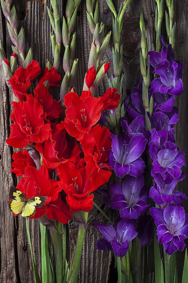 Flower Photograph - Gladiolus and butterfly by Garry Gay