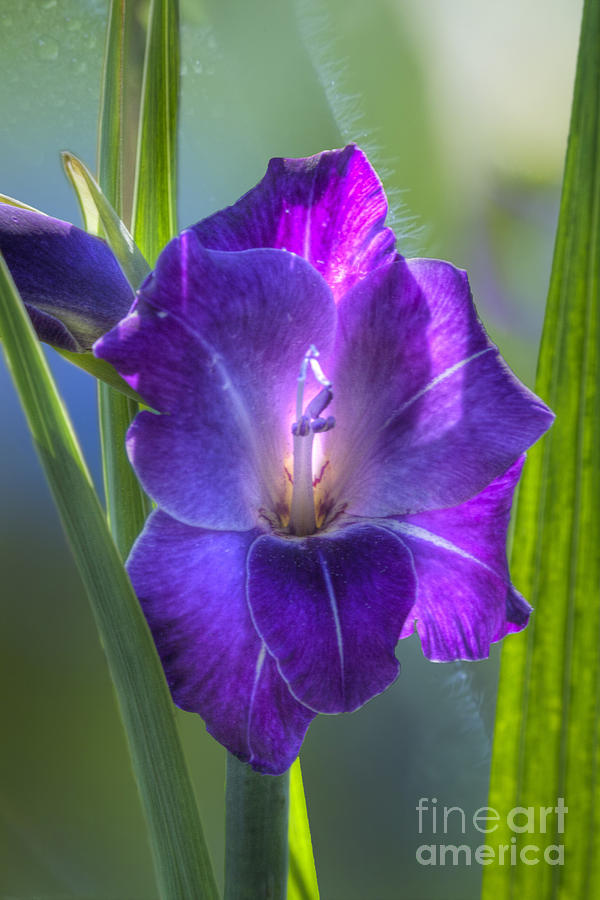 Gladiolus Bloom Photograph by Heiko Koehrer-Wagner