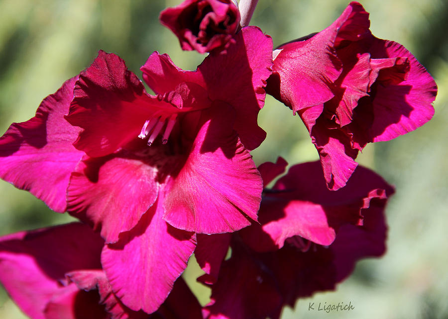 Gladiolus Blooms Photograph by Kerri Ligatich