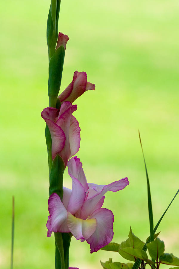 Gladiolus Blossoms Photograph by Ed Gleichman