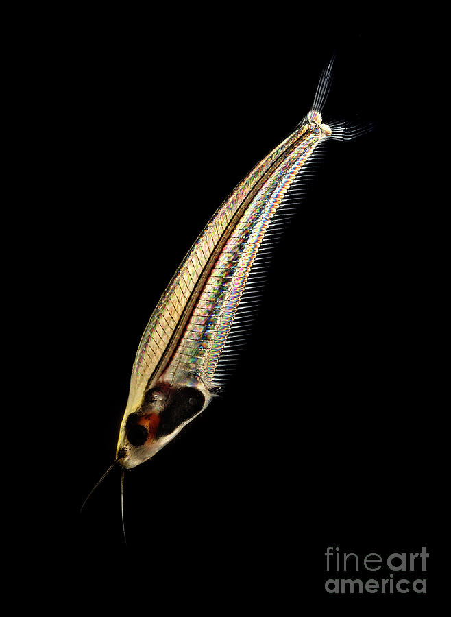 Glass Catfish Photograph by Raul Gonzalez Perez