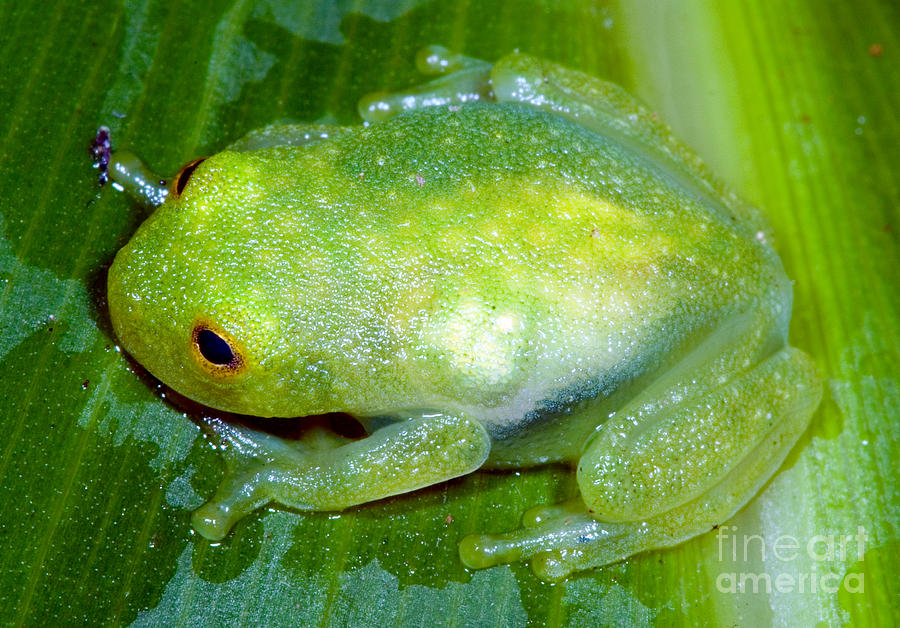 Glass Frog Photograph by Dante Fenolio