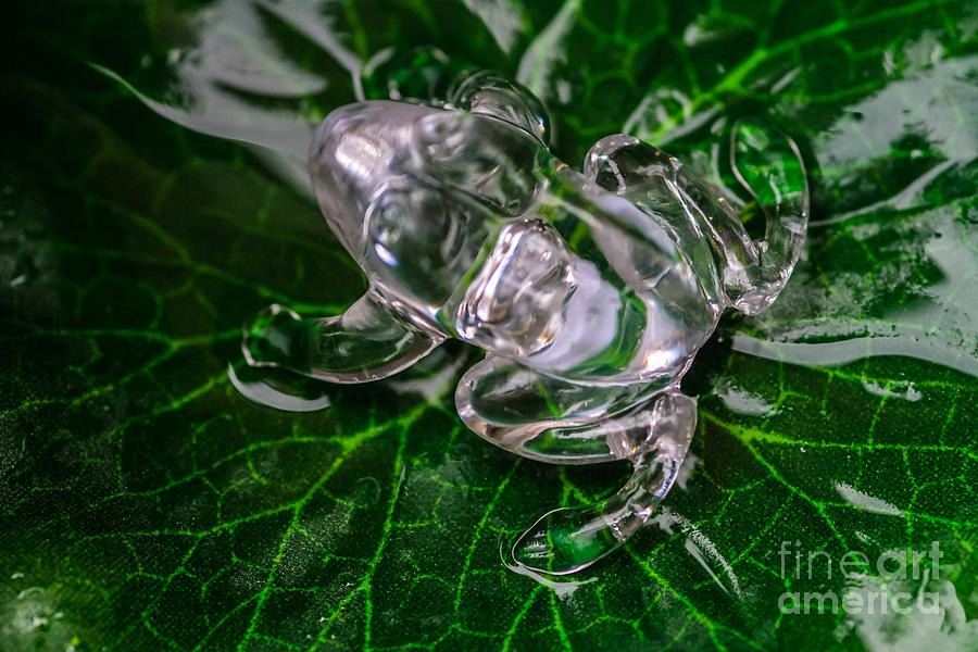 Glass Frog Photograph