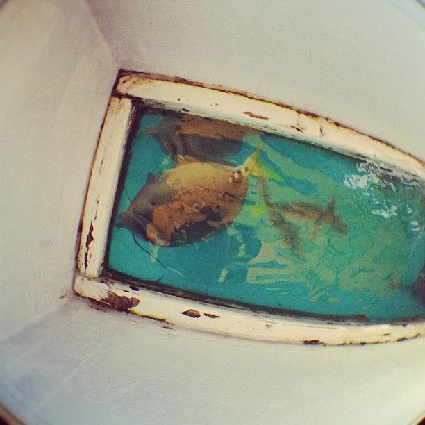 Glass Middle Boat, 🐠🐠y Kisses Photograph by Adrianna Ludi