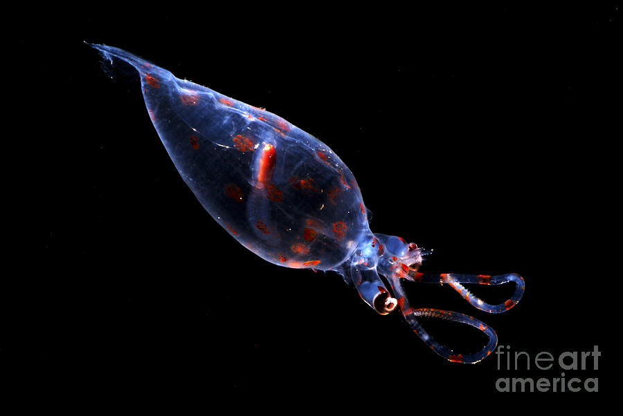 Glass Squid Photograph by Dante Fenolio