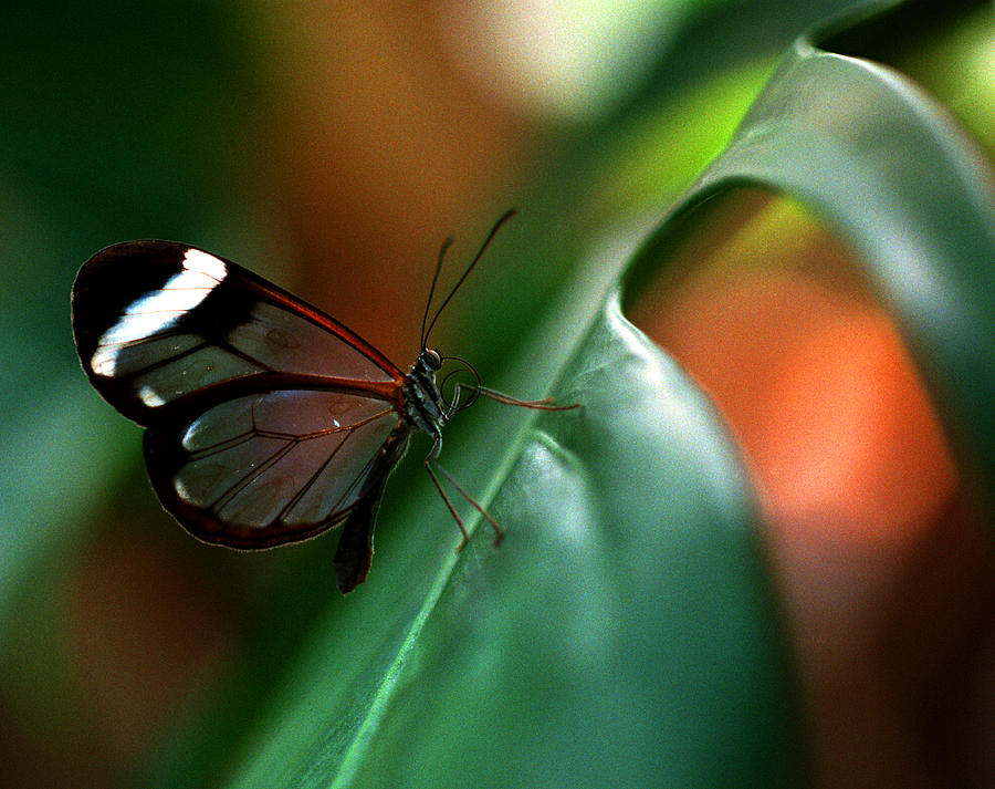 Glass Wing Butterfly 1 Photograph by Terry Elniski