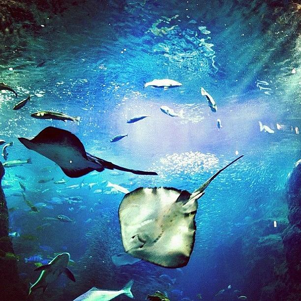 Beautiful Photograph - #glasstank #aquarium #beautiful 😍 by Joshua Gaze