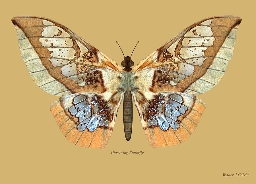 Glasswing Butterfly Digital Art by Walter Colvin