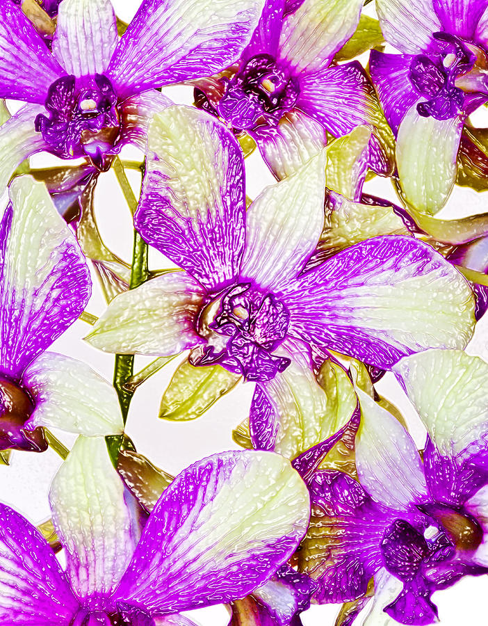 Glassy Orchids Photograph by Joe Carini - Printscapes