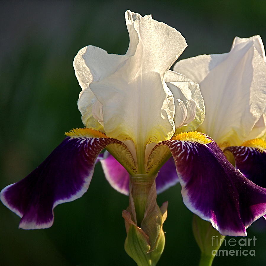 Gleaming In Purple And Gold Photograph by Byron Varvarigos