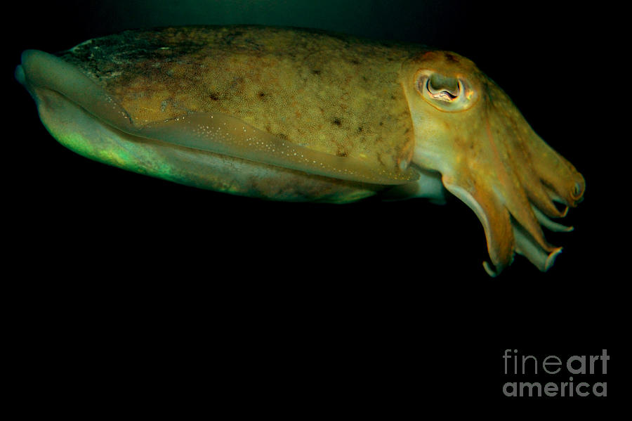Cuttlefish Photograph - Glide by Anjanette Douglas