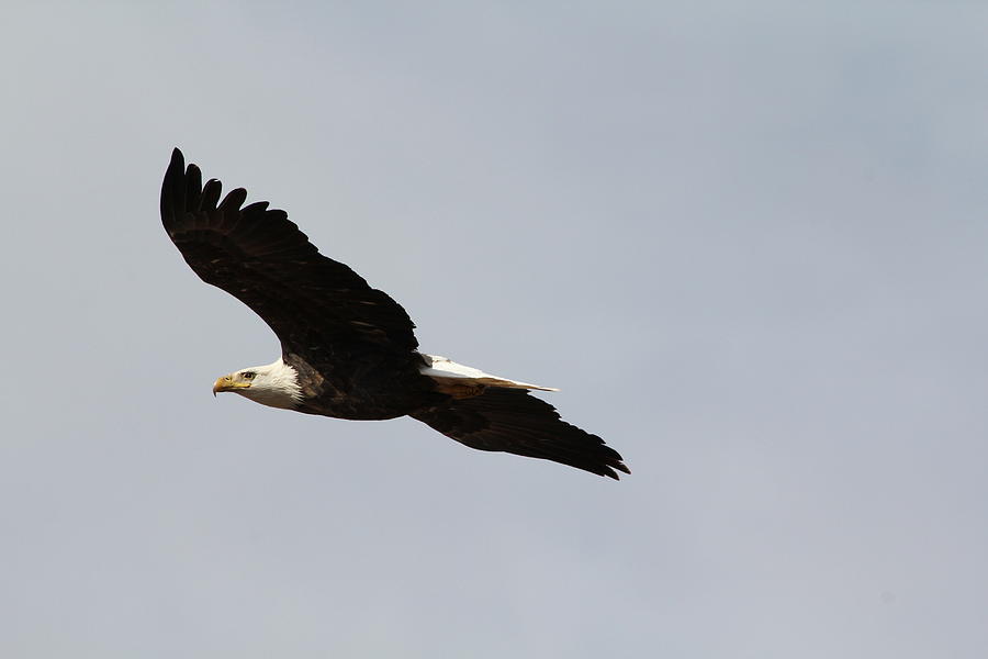 Gliding Bald Eagle Photograph by David Wilkinson - Pixels