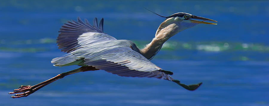 Gliding Great Blue Heron Photograph by Sebastian Musial