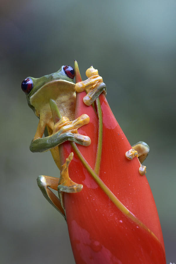 Gliding Leaf Frog On Heliconia Photograph by Tim Fitzharris