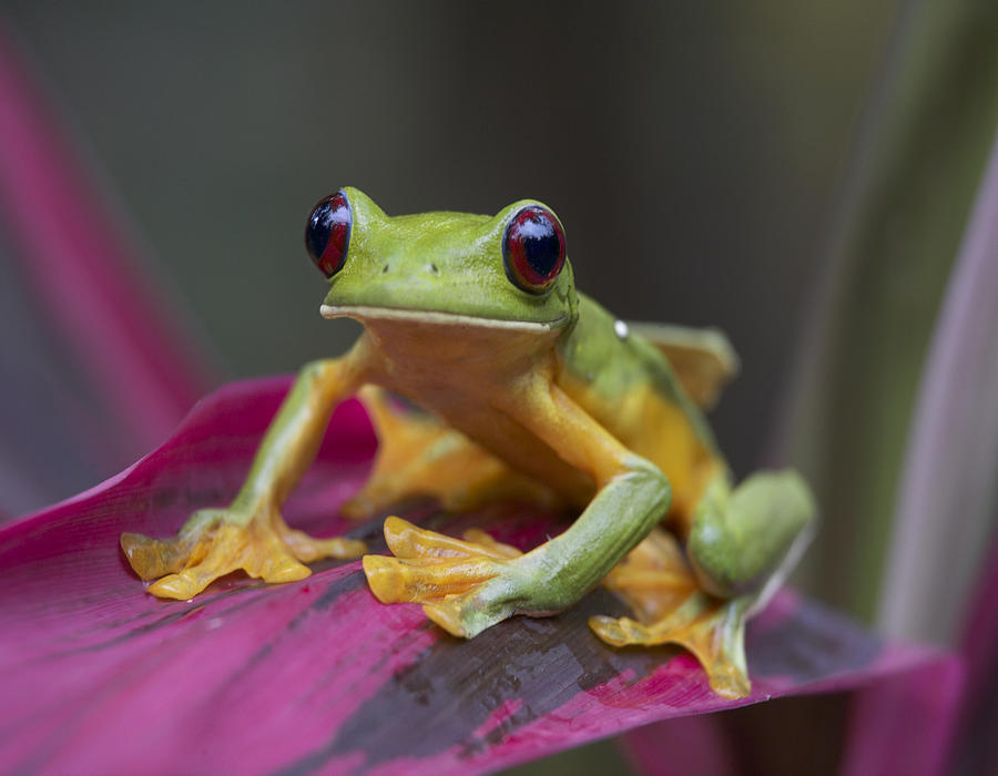 Gliding Leaf Frog Portrait Costa Rica Photograph by Tim Fitzharris