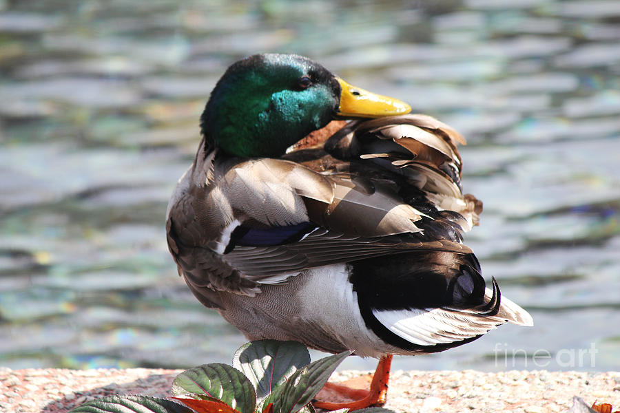 Duck Photograph - Glimmering Duck by Carrie Clarke-Hooge