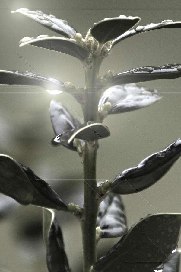 Plant Photograph - Glisten by Alan Skonieczny