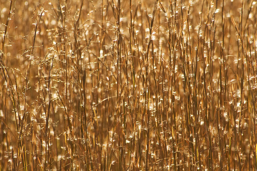 Glistening Gold Prairie Grass Abstract Photograph by Kathy Clark