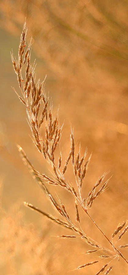 Nature Photograph - Glistening Grass by Shari Jardina