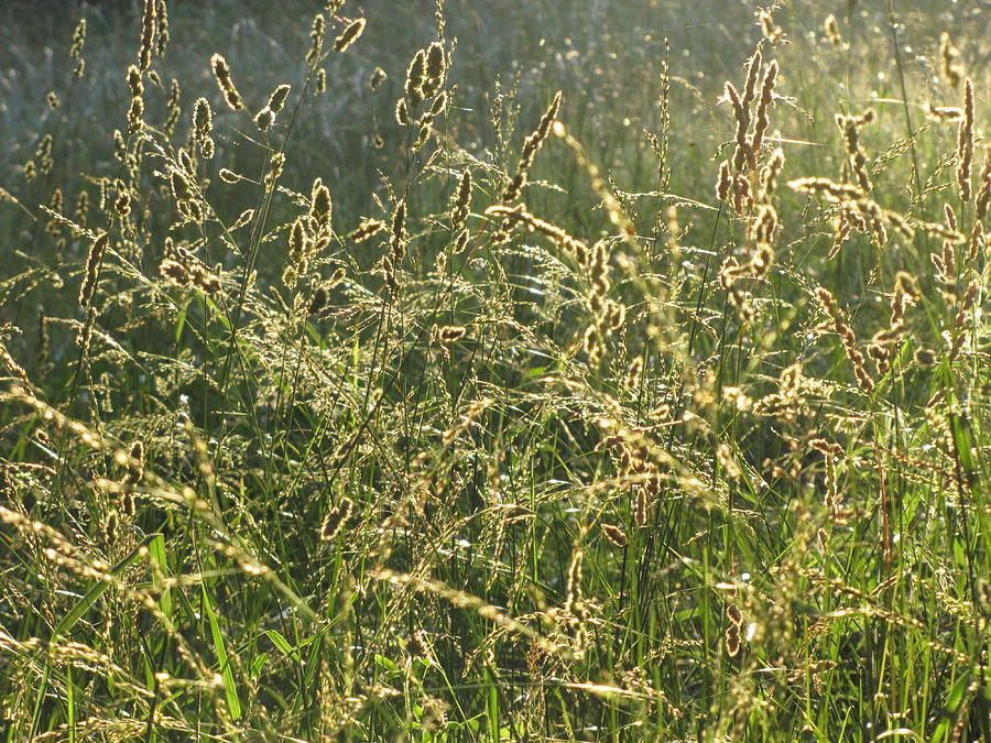 Glistening Grasses Photograph by Jennifer Weaver