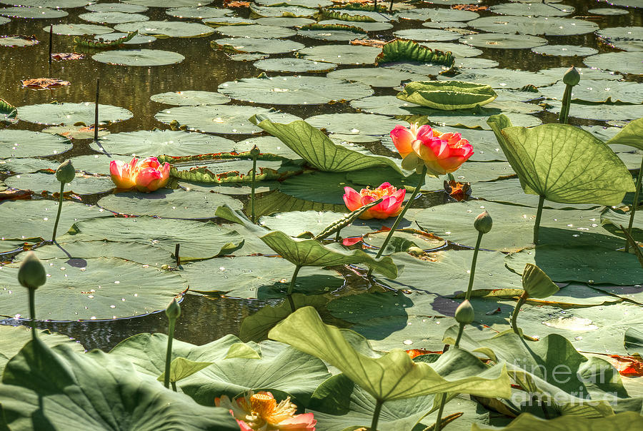 Flower Photograph - Glistening Lotus Flowers by Brenda Giasson