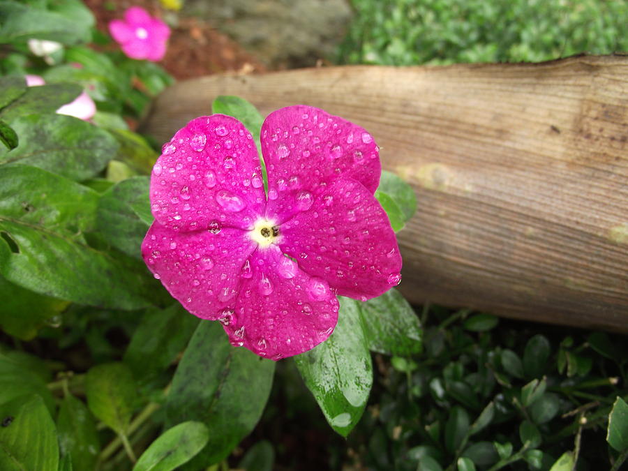 Glitter Pink Photograph By Rani De Leeuw