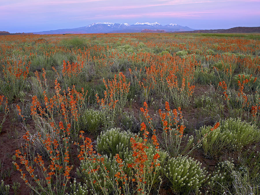 Globemallow Cluster And La Sal Photograph by Tim Fitzharris