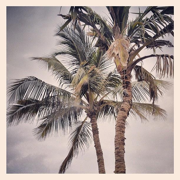 Up Movie Photograph - Gloomy Palm Trees by Soda Love