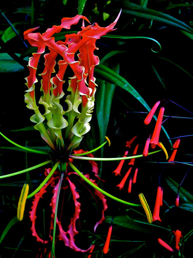 Gloriosa Lily  Photograph by Kirsten Giving