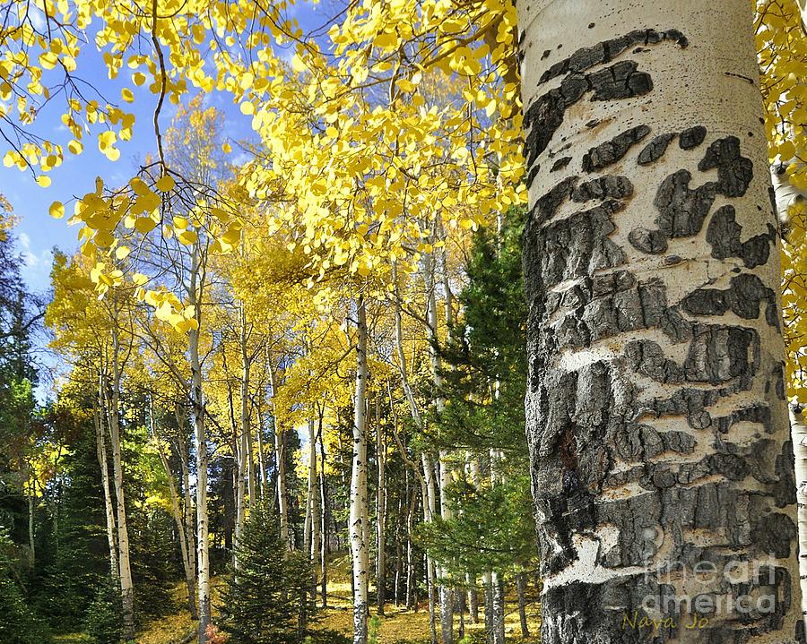 Glorious Aspens in the Fall Photograph by Nava Thompson
