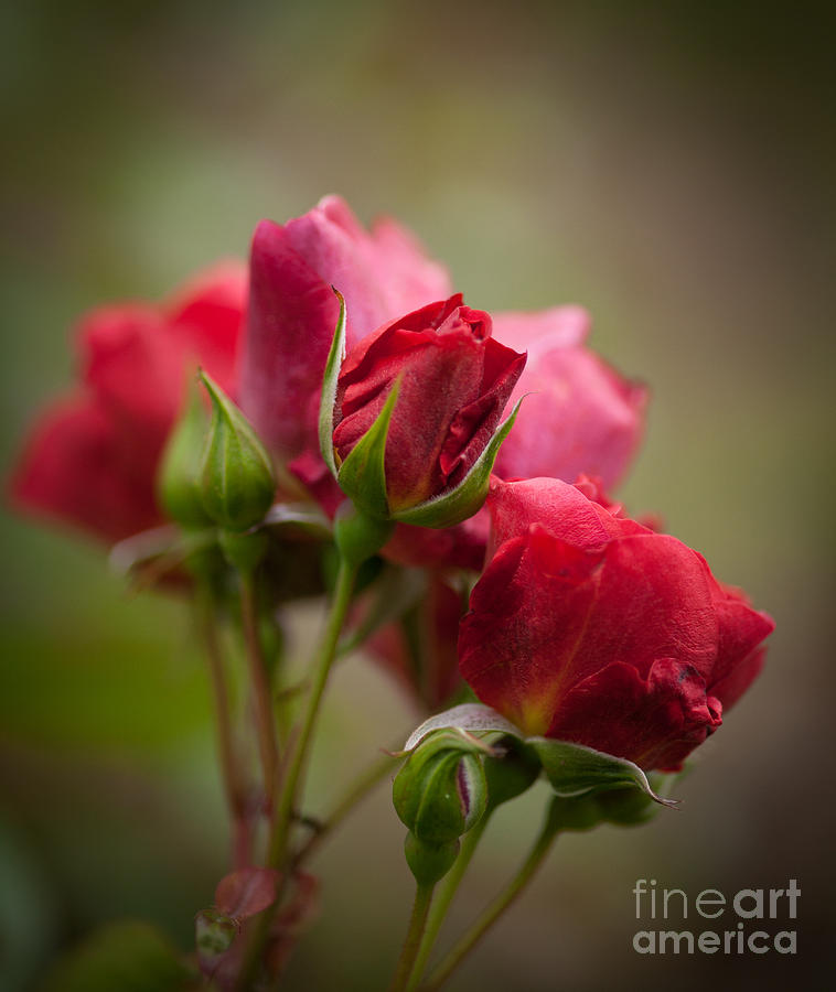 Glorious Garden Red Roses Photograph