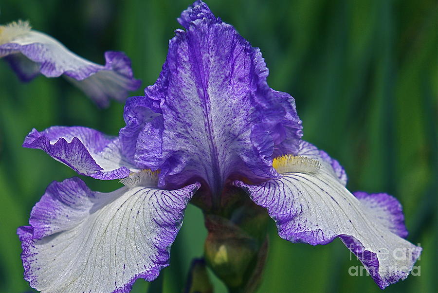 Glorious Iris Photograph by Byron Varvarigos