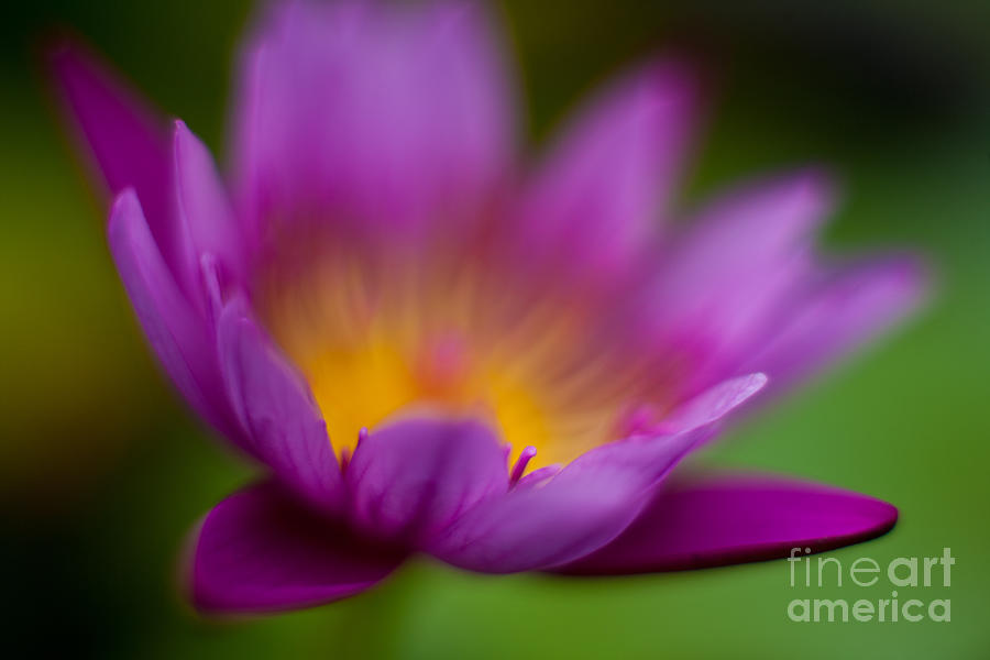 Lily Photograph - Glorious Lily by Mike Reid