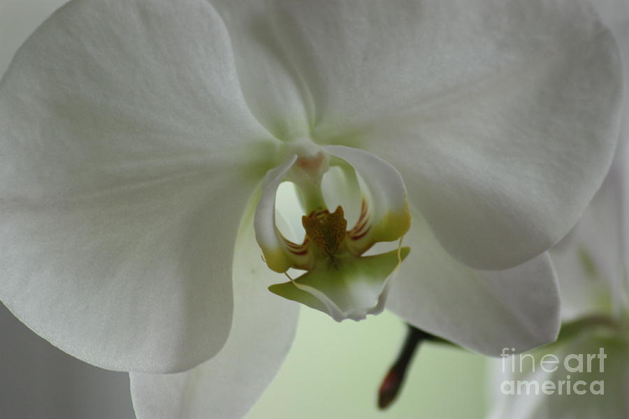 Glorious Orchidaceae Photograph by David Bearden