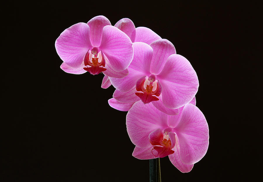 Glorious Pink Orchids Photograph by Juergen Roth