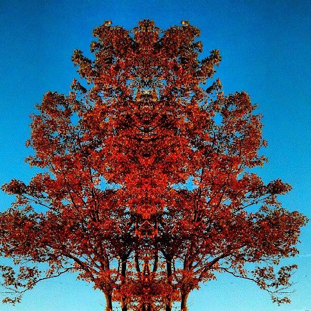 Tree Photograph - Glorious Red Fall Tree #fall by Marianne Dow