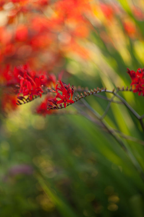 Flower Photograph - Glorious Red by Mike Reid