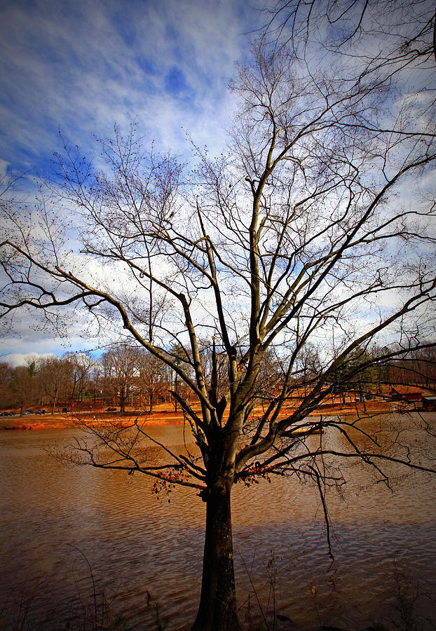 Glorious Tree Photograph By Sheila Kay Mcintyre Fine Art America