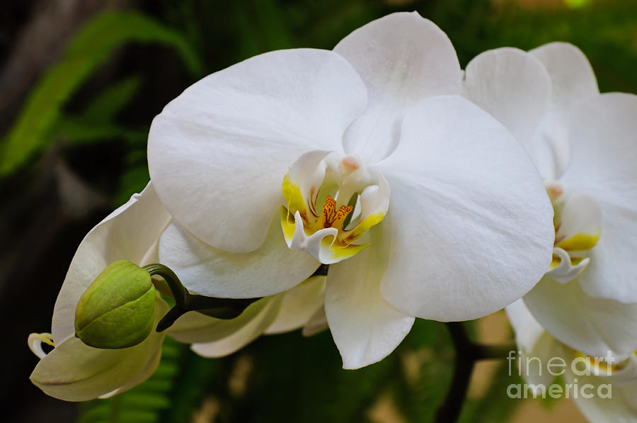 Glorious White Orchid Photograph by Andee Design