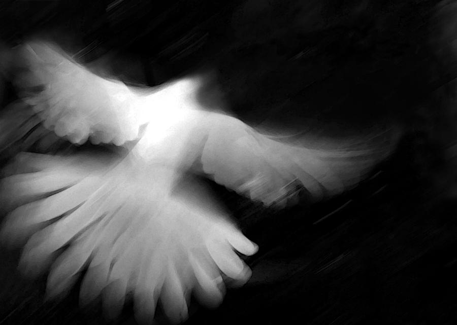 Dove Photograph - Glory by Glennis Siverson