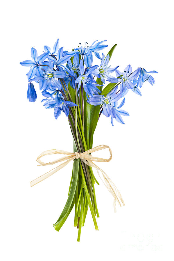Blue Wildflower Bouquet Photograph