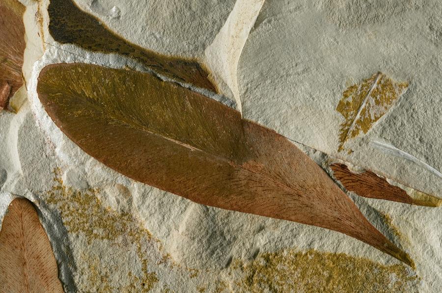 Glossopteris Leaf Fossils Photograph by Sinclair Stammers