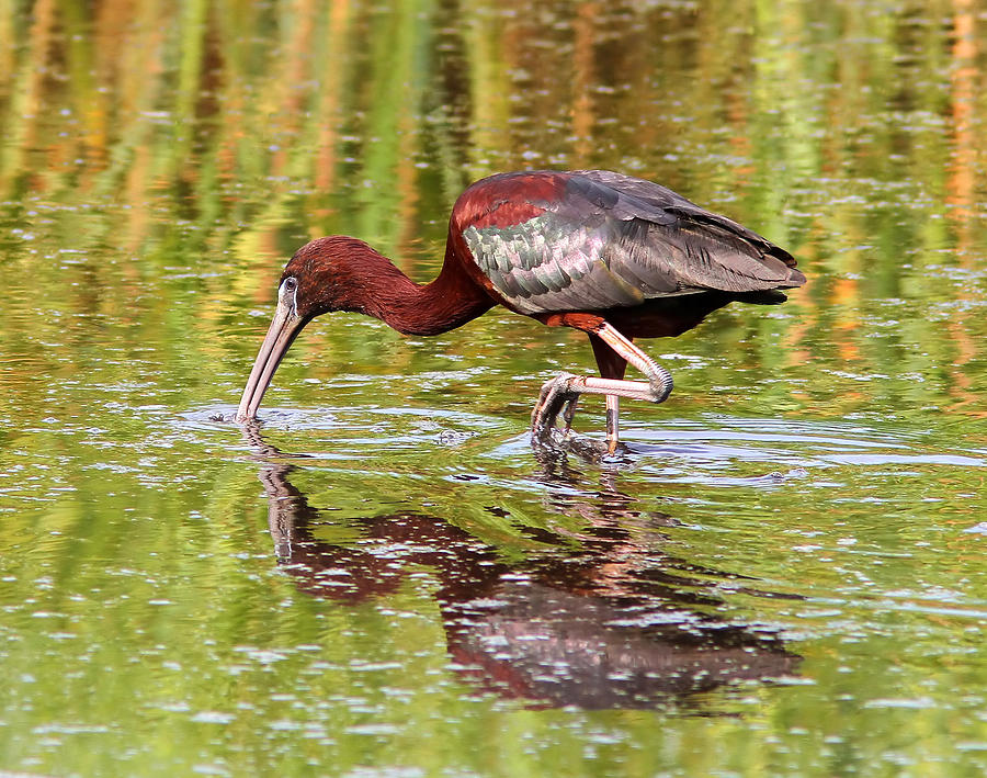 Ibis Photograph - Glossy Ibis by Phil Lanoue