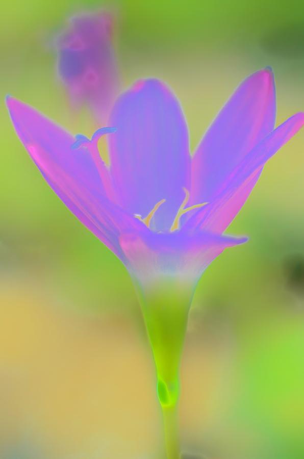 Glow Flower Photograph by Lynda Dawson-Youngclaus