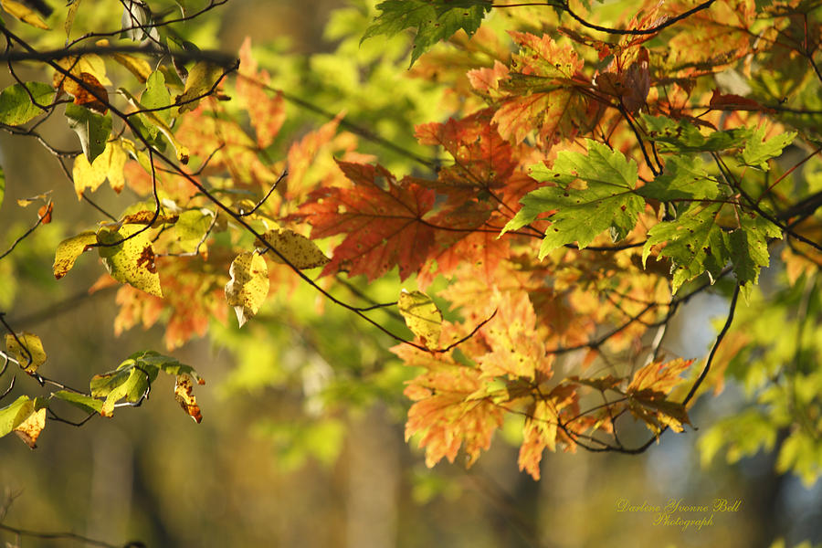 Autumn Leaves Photograph - Glowing Amber by Darlene Bell Autumn Leaves Photograph - Glowing Amber by Darlene Bell