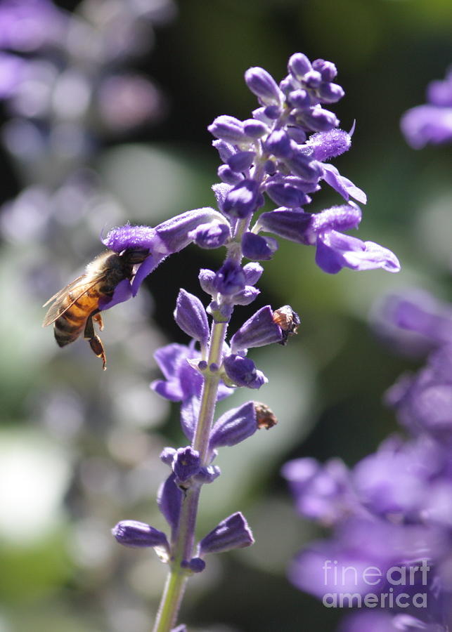 Glowing Bee in Purple Flowers Photograph by Carol Groenen