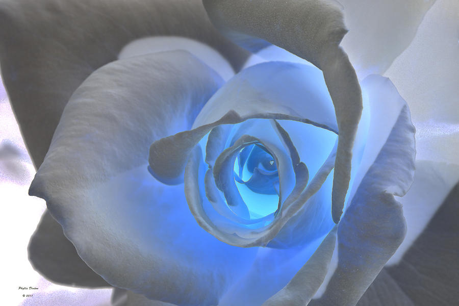 Rose Photograph - Glowing Blue Rose by Phyllis Denton