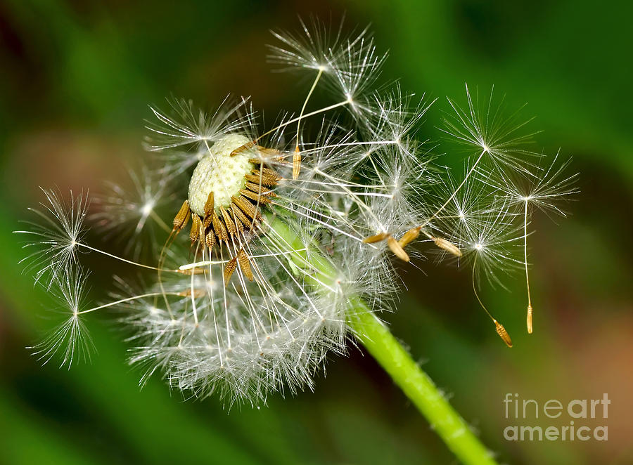 Nature Photograph - Glowing Dandelion Spores by Kaye Menner